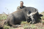 buffalo in Faro East