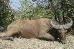 buffalo in Faro East