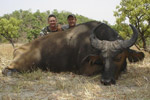 buffalo in Faro East