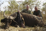 buffalo in Faro East