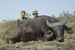 buffalo in Faro East