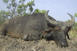 buffalo in Faro East