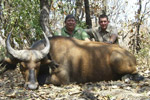 buffalo in Faro East