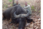 buffalo in Faro East