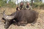 buffalo in Faro East