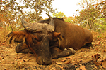 buffalo in Faro East