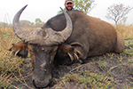 buffalo in Faro East