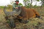 buffalo in Faro East