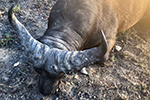 buffalo in Faro East