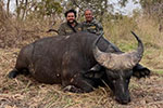 buffalo in Faro East