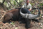 buffalo in Faro East