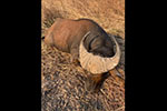 buffalo in Faro East