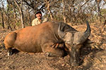 buffalo in Faro East