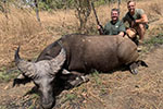 buffalo in Faro East