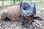 buffalo in Faro East