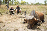 buffalo in Faro East