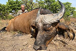 buffalo in Faro East