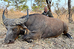 buffalo in Faro East