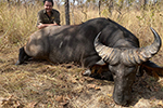 buffalo in Faro East