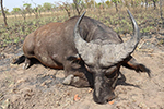 buffalo in Faro East