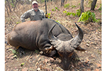 buffalo in Faro East