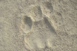 patte de lion