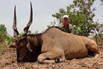 Lord Derby Eland in Faro East