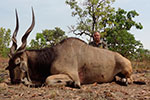 Lord Derby Eland in Faro East