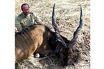 Lord Derby Eland in Faro East