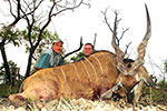 Lord Derby Eland in Faro East