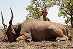 Lord Derby Eland in Faro East