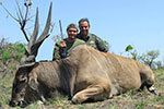 Lord Derby Eland in Faro East