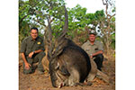 Lord Derby Eland in Faro East