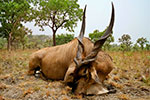 Lord Derby Eland in Faro East