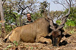 Lord Derby Eland in Faro East