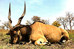 Lord Derby Eland in Faro East