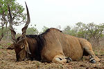 Lord Derby Eland in Faro East