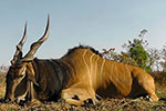 Lord Derby Eland in Faro East