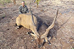 Lord Derby Eland in Faro East