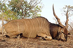 Lord Derby Eland in Faro East