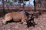 Lord Derby Eland in Faro East