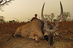 Lord Derby Eland in Faro East