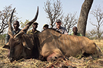 Lord Derby Eland in Faro East