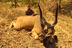 Lord Derby Eland in Faro East