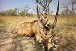 Lord Derby Eland in Faro East