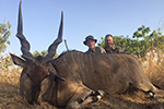 Lord Derby Eland in Faro East