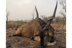 Lord Derby Eland in Faro East