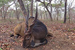 Lord Derby Eland in Faro East