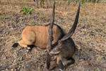 Lord Derby Eland in Faro East