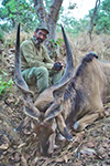 Lord Derby Eland in Faro East